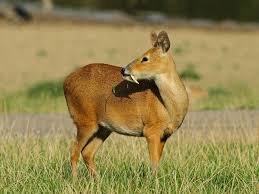 Musk deer