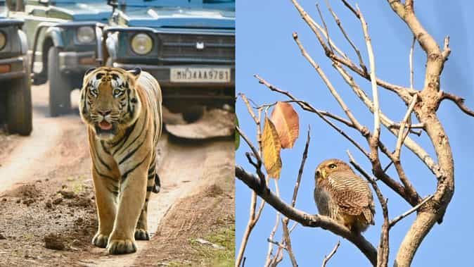 Tadoba Tiger Reserve