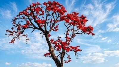 Palash Tree Full View